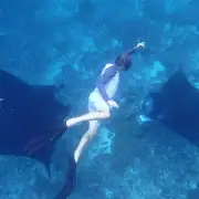 SeaTrek guest swimming with manta rays