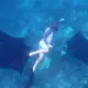 SeaTrek guest swimming with manta rays