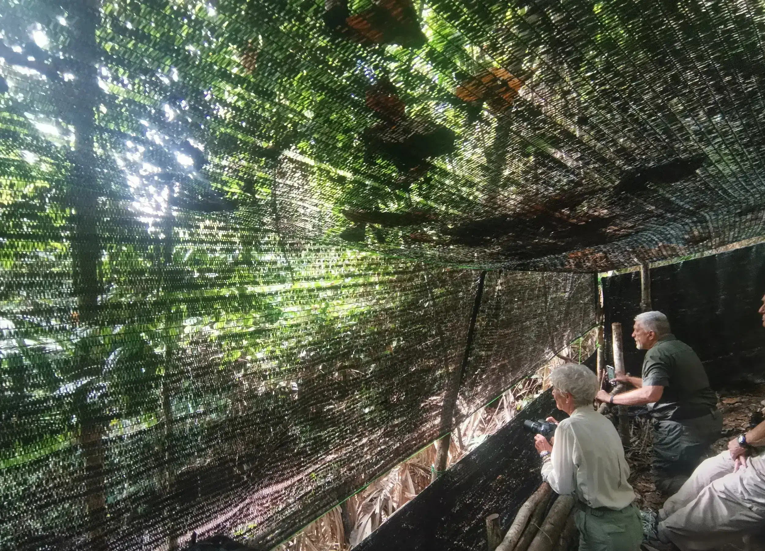 SeaTrek's guests Watching the Wilson's Birds of Paradise in Raja Ampat
