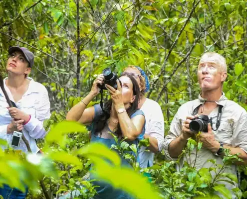 SeaTrek guests watching the birds of paradise
