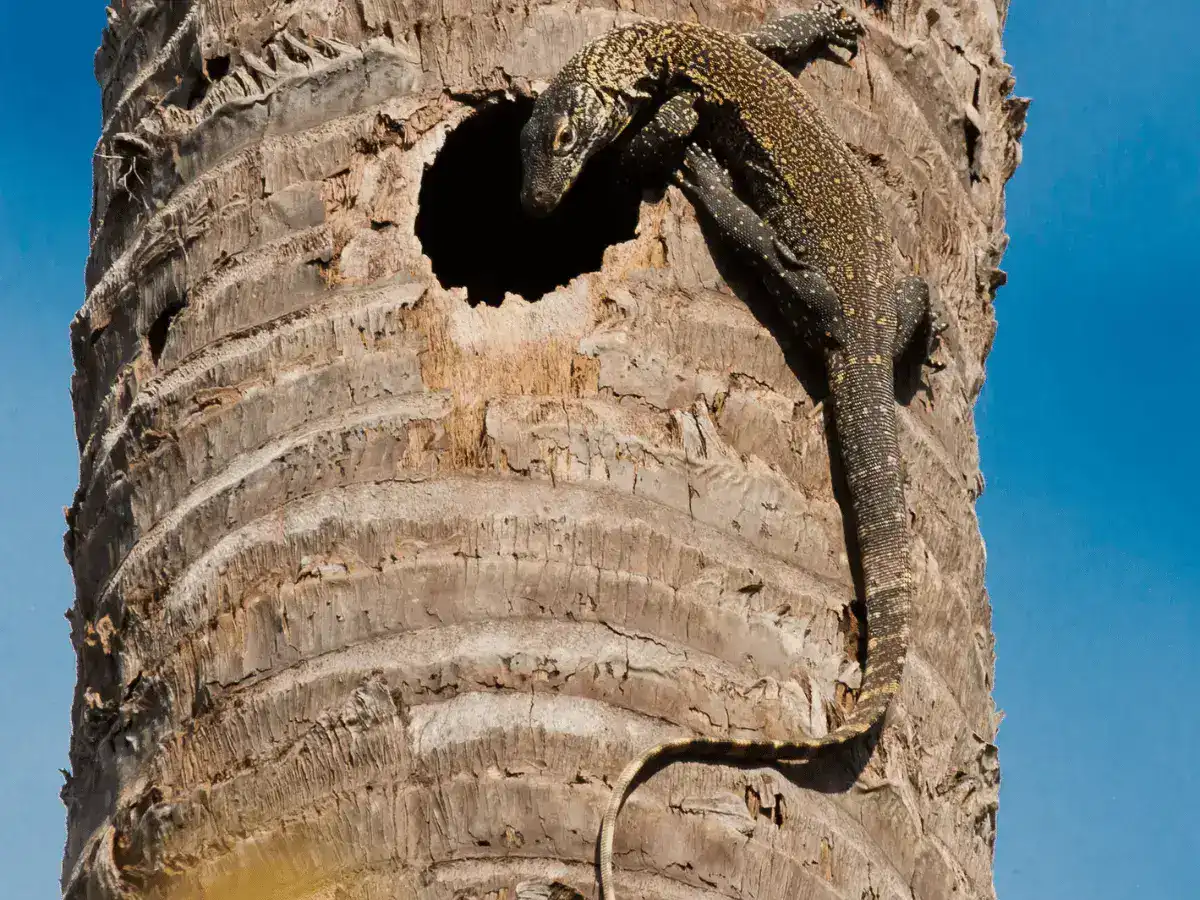 Komodo dragon baby hiding on the tree