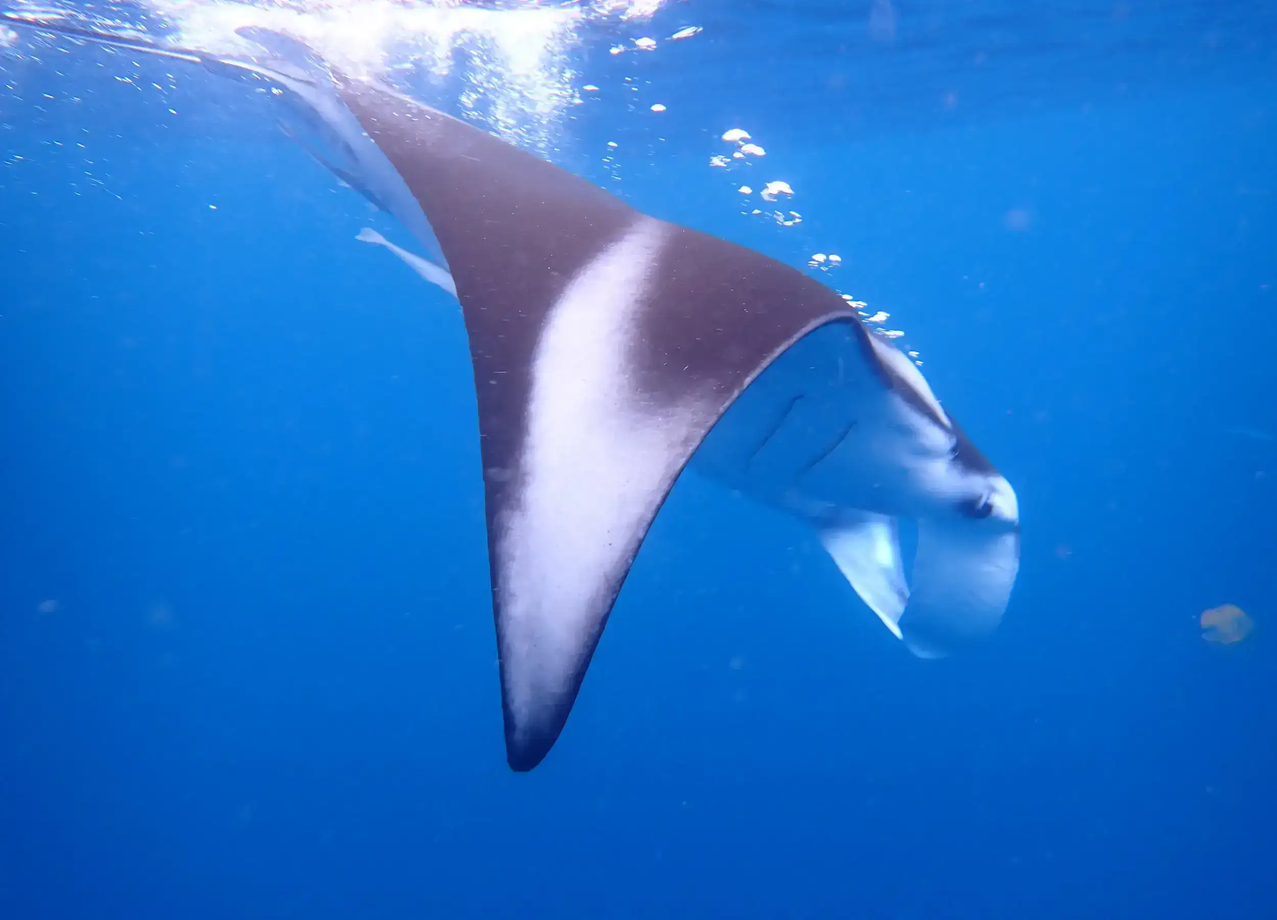 Manta Rays