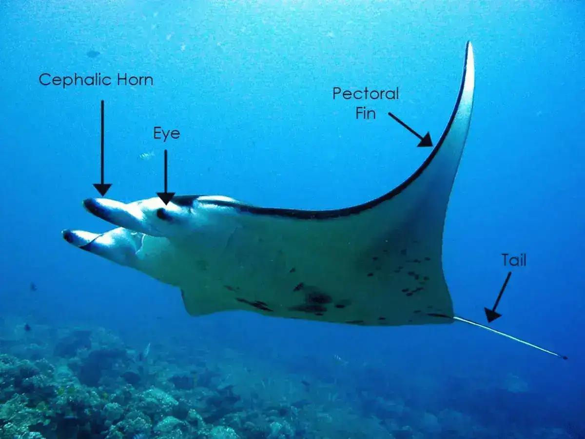 Manta Rays Anatomy