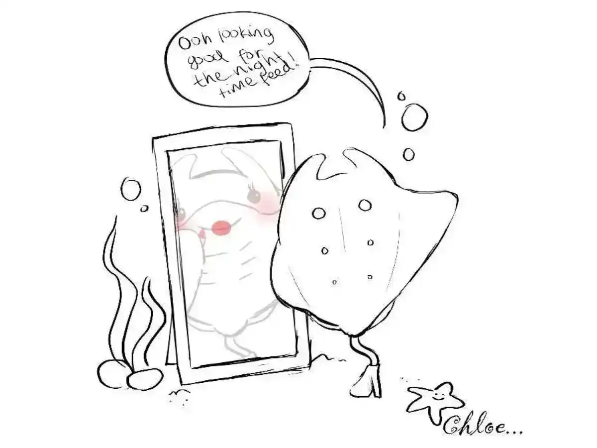 Manta Rays Cartoon