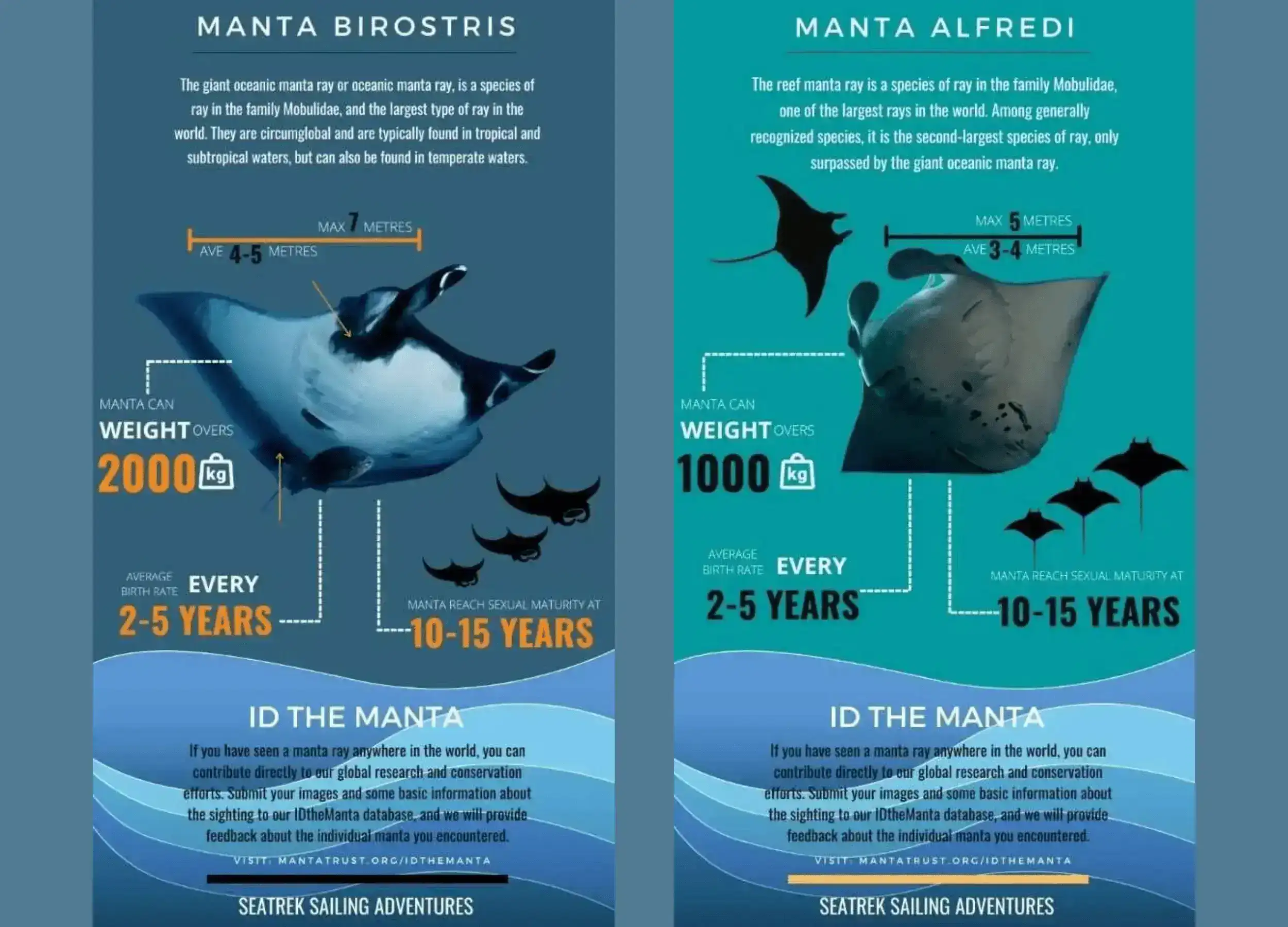 manta rays infographics