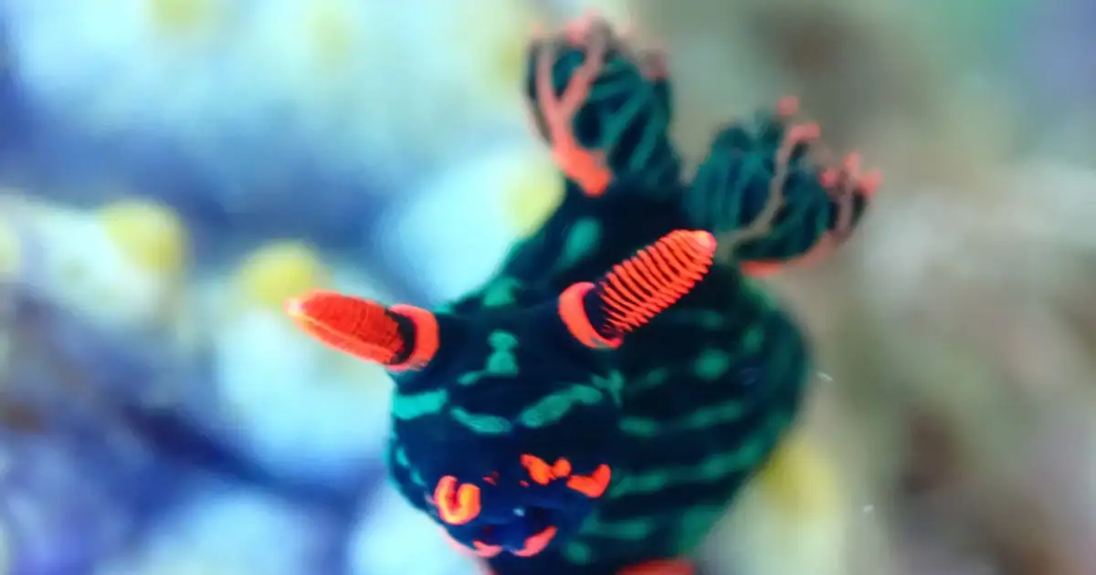 nudibranch
