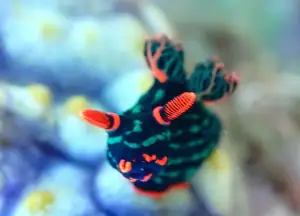 nudibranch