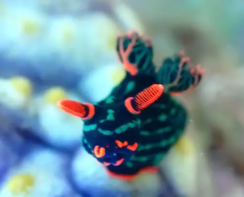 nudibranch