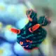 nudibranch