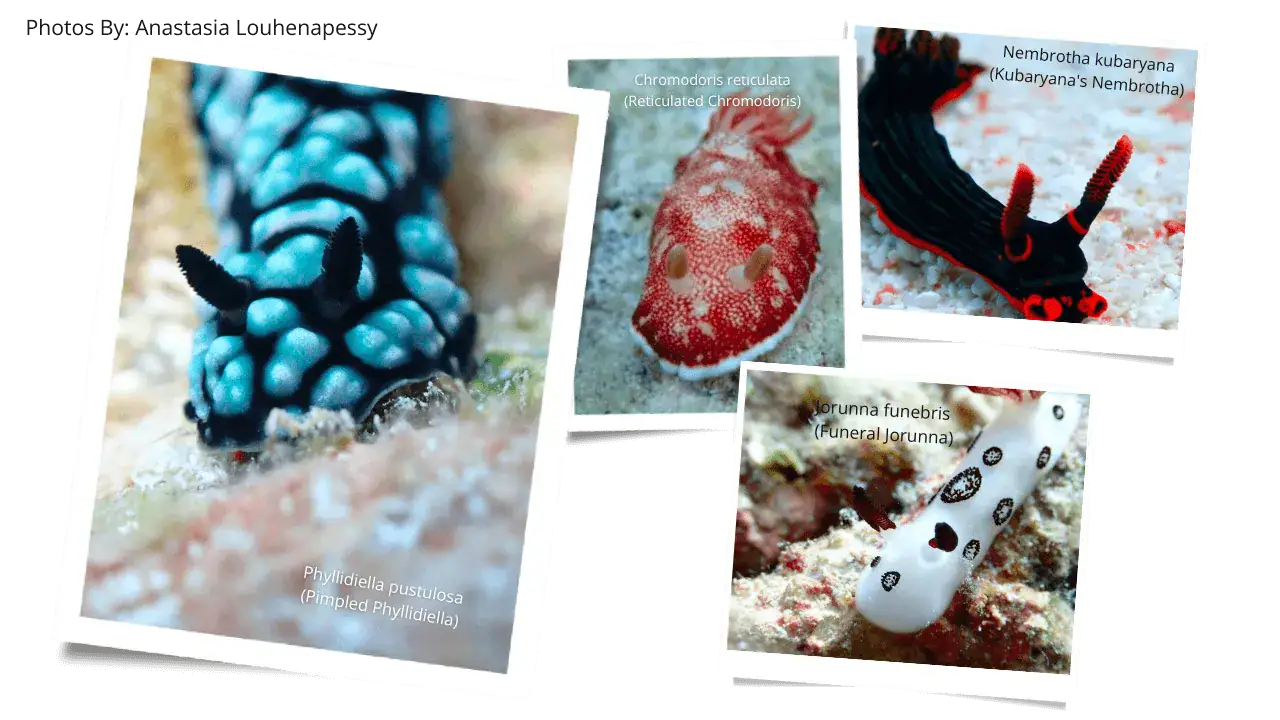 nudibranchs