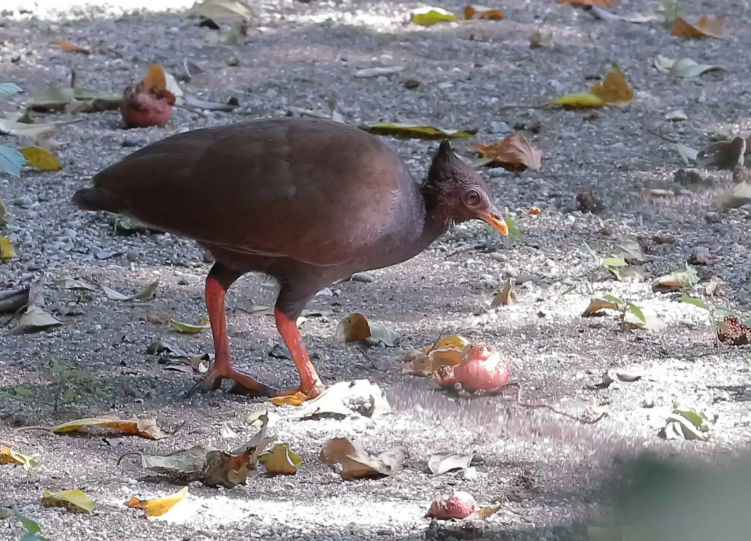 orange-footed scrubfowl in komodo