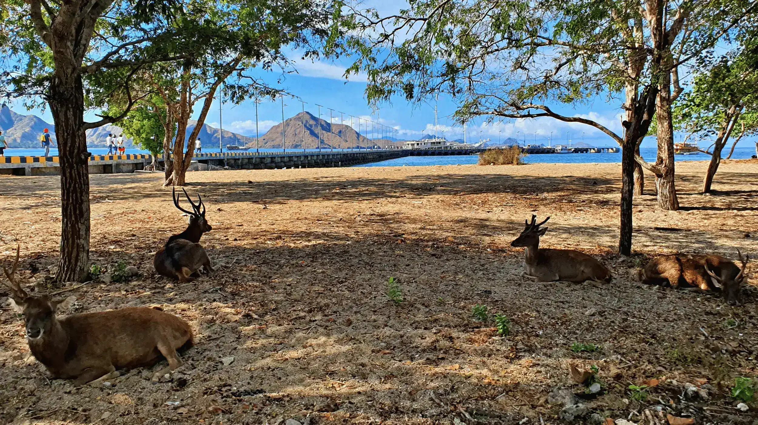timor deer in komodo