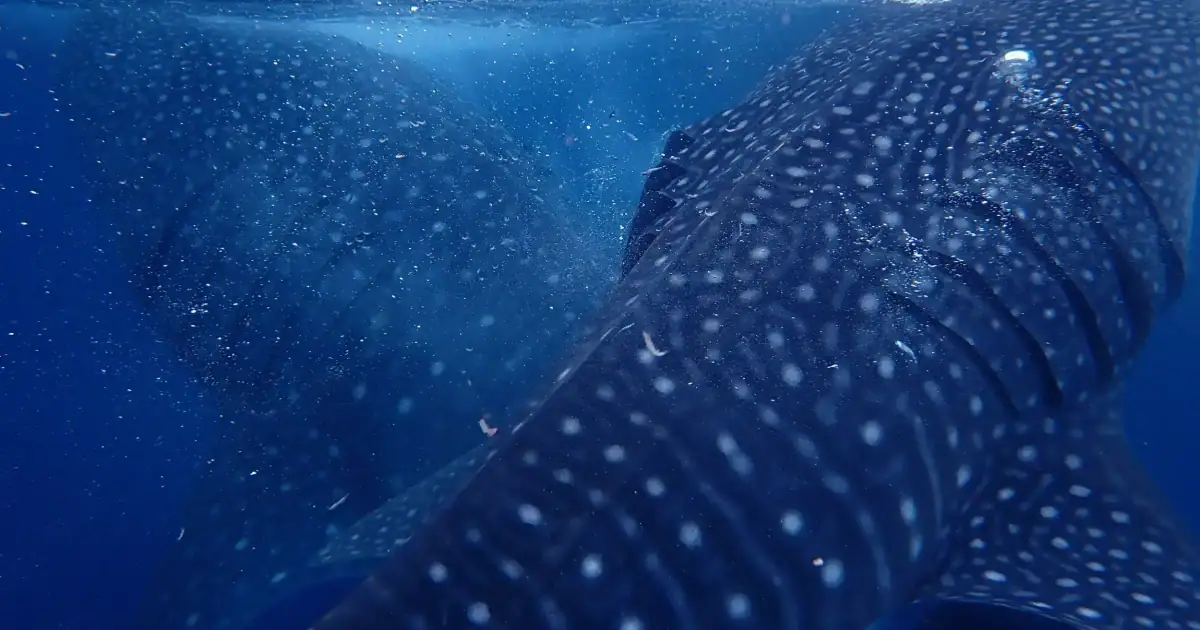 Two gentle giants whale sharks