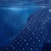 Two gentle giants whale sharks