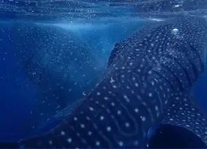 Two gentle giants whale sharks