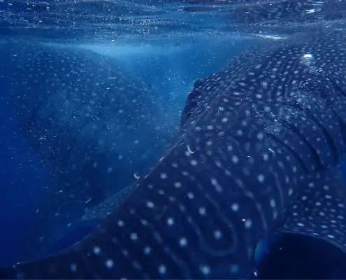 Two gentle giants whale sharks