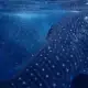 Two gentle giants whale sharks