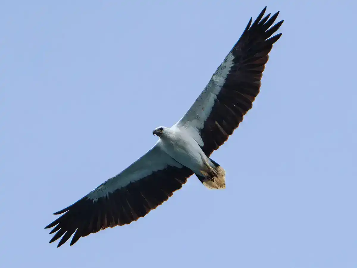 White-bellied sea eagle