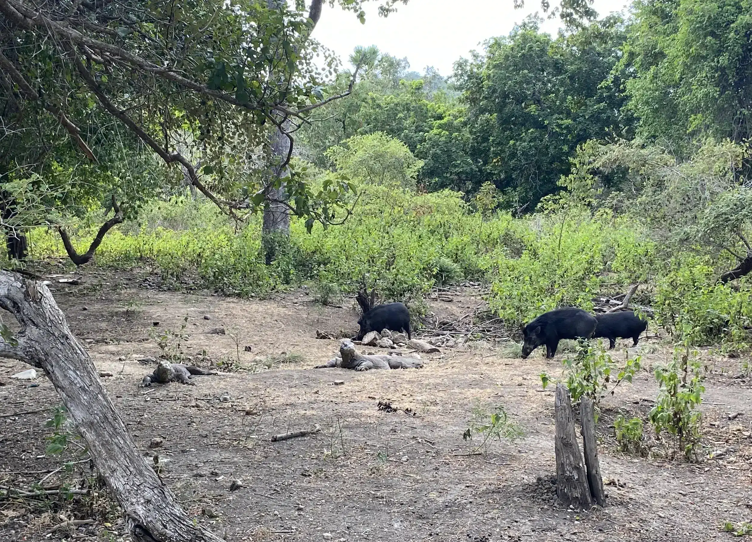 wild boar in komodo