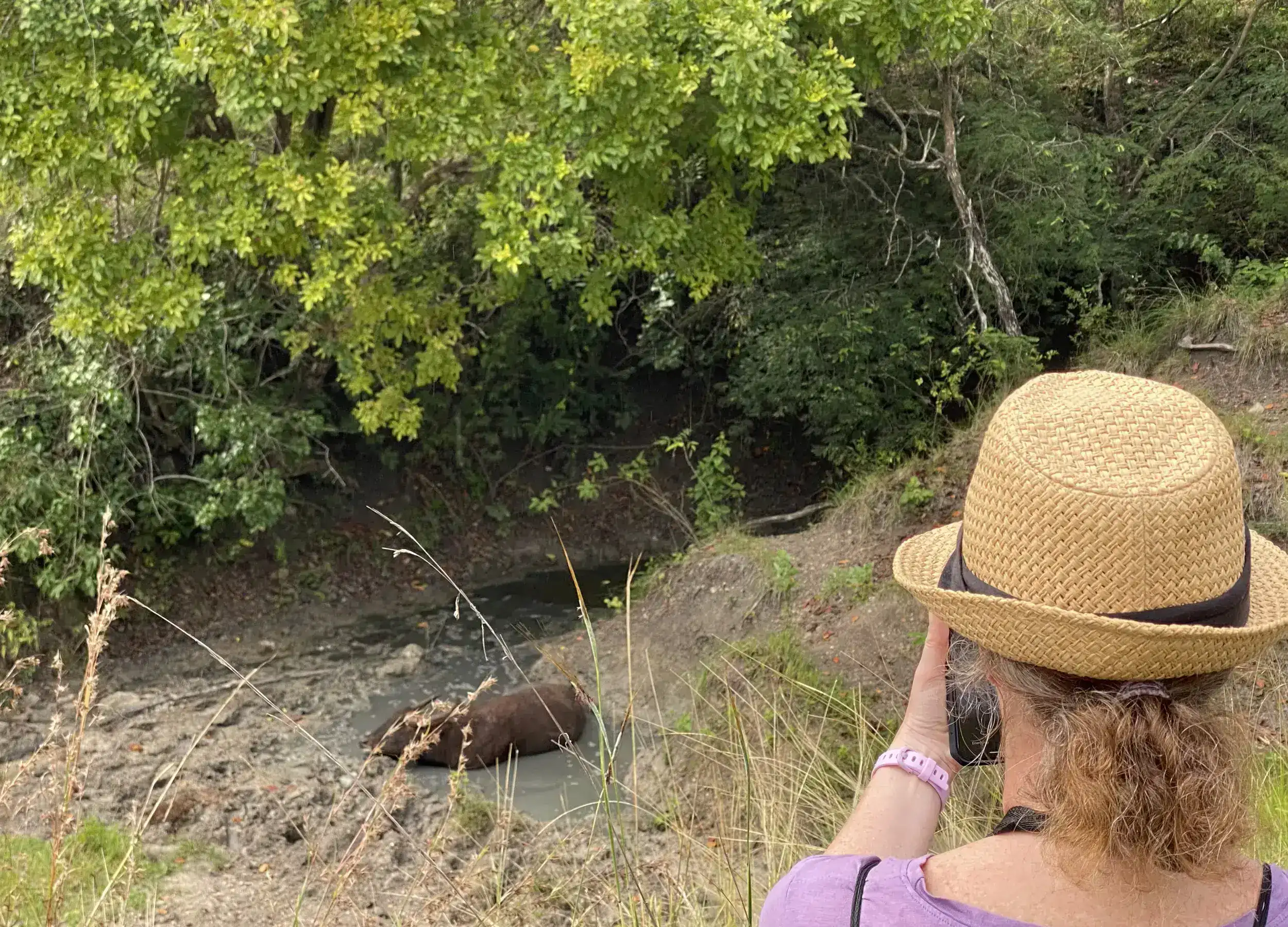 Wild water buffalo in komodo