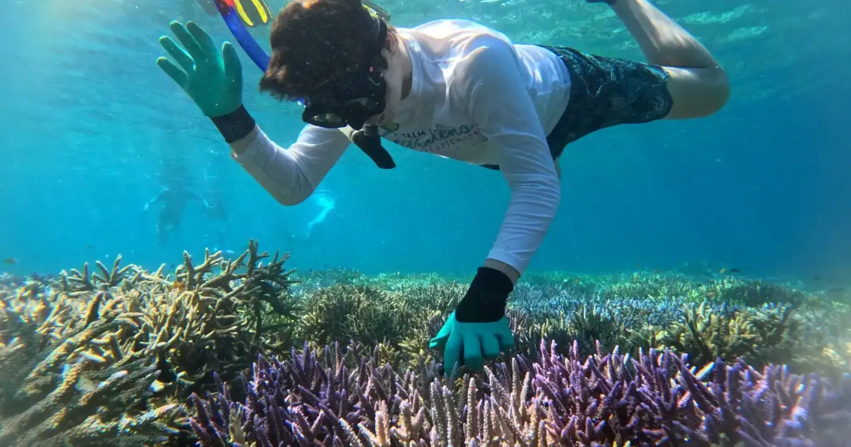 Image of the hard coral rack at our Coral and Fish Restoration Project (thanks to the Ocean Gardener team)