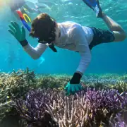 Image of the hard coral rack at our Coral and Fish Restoration Project (thanks to the Ocean Gardener team)
