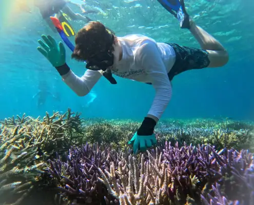 Image of the hard coral rack at our Coral and Fish Restoration Project (thanks to the Ocean Gardener team)