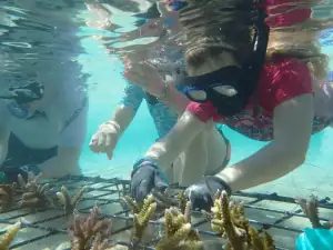 Coral planting with the Coral Guardian at Hatamin Island.