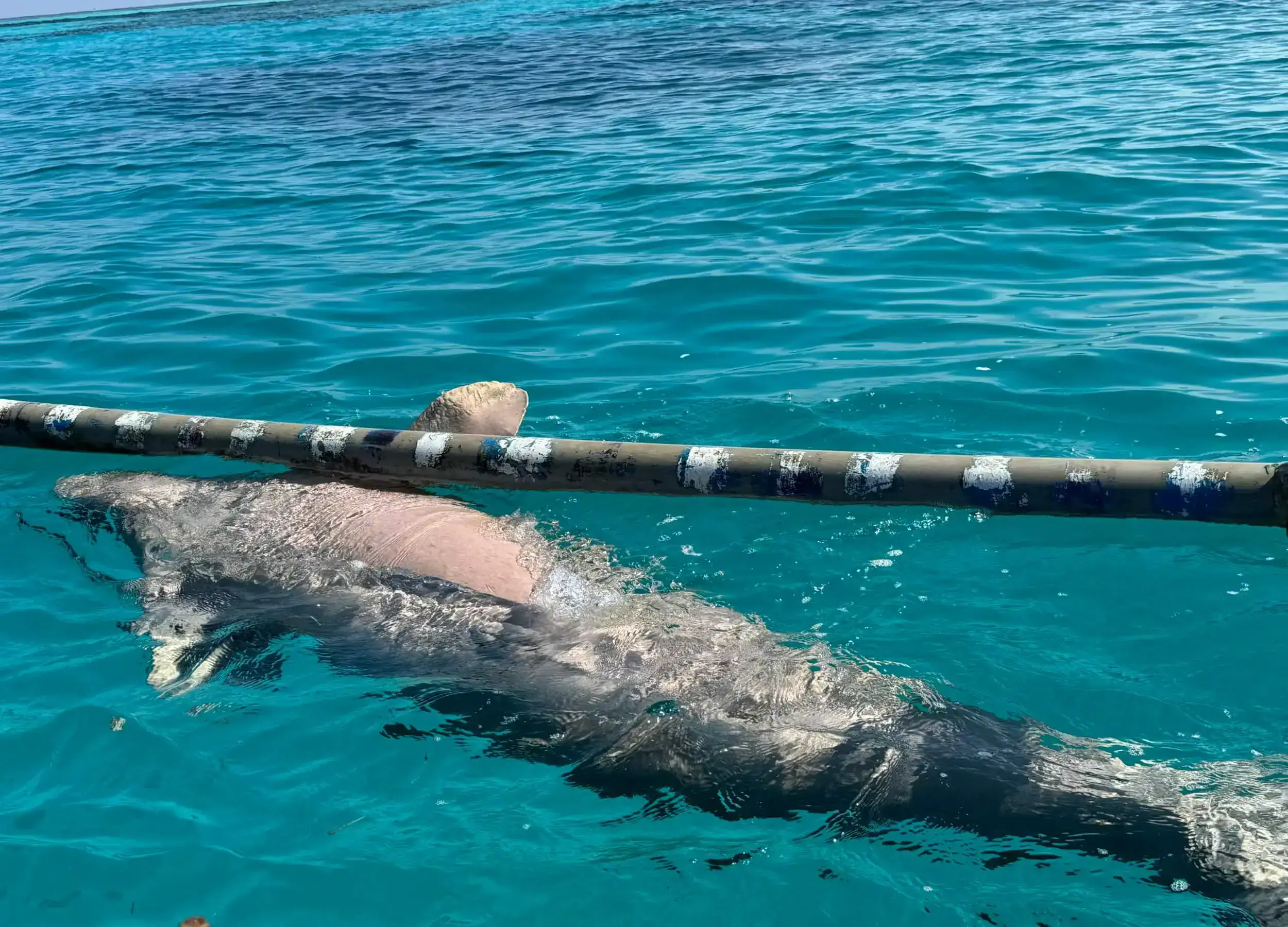 Encounter with Mawar the Dugong in Alor.