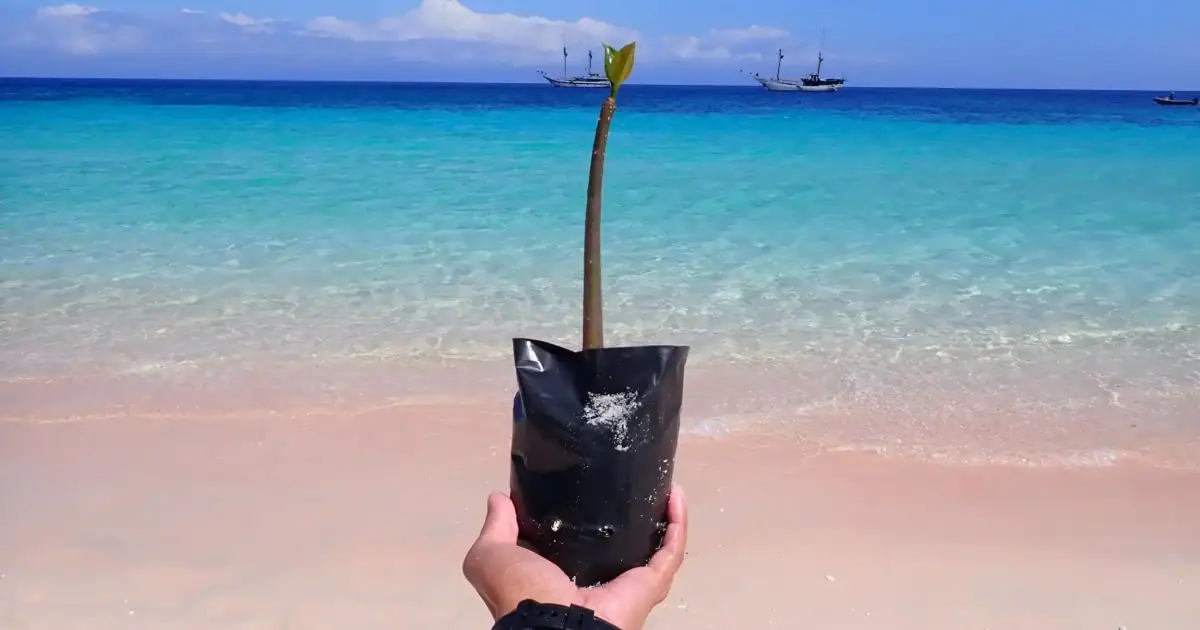Planting mangrove at the pinky beach