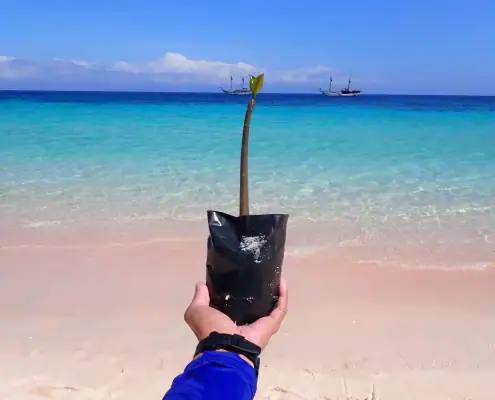 Planting mangrove at the pinky beach