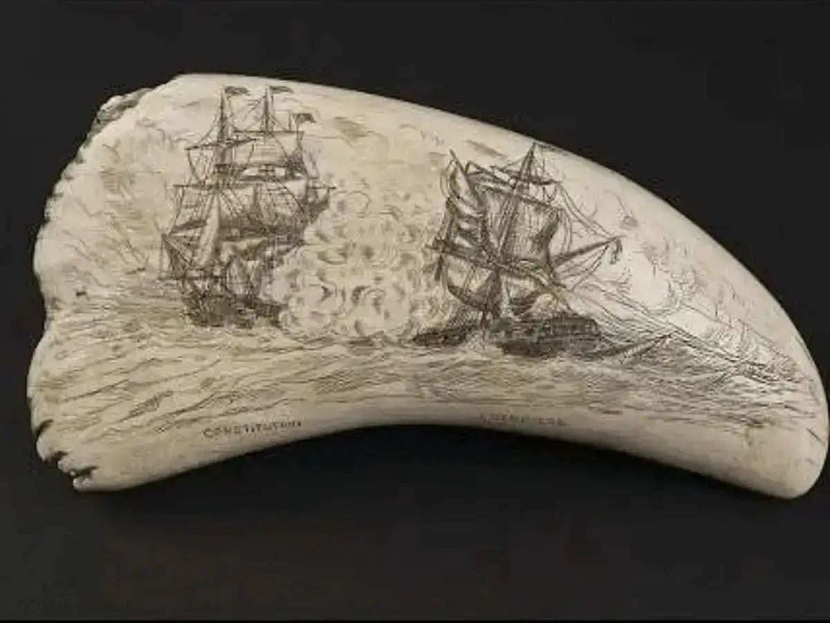 Sperm whale teeth