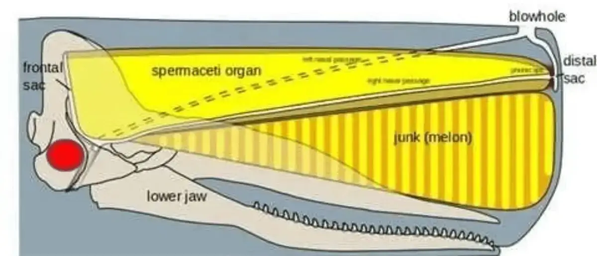 Sperm whales anatomy