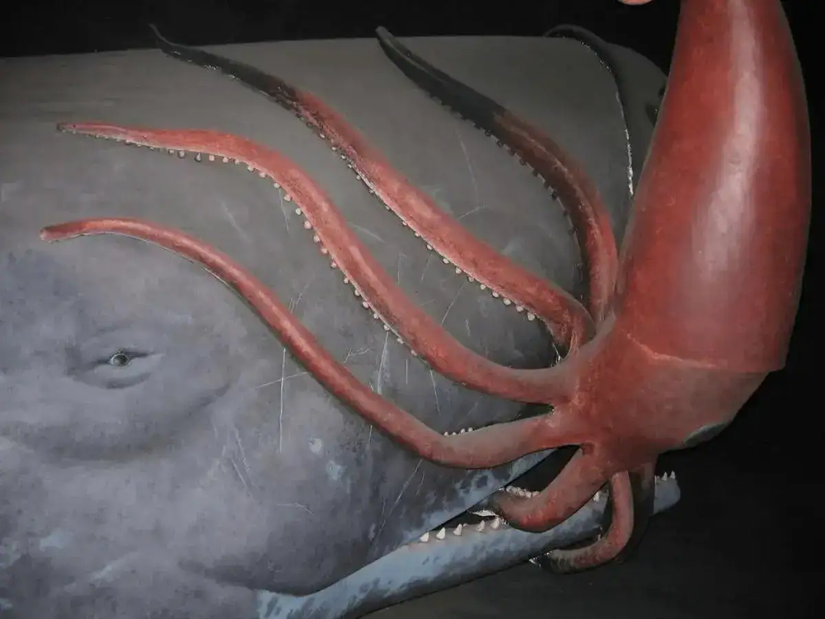 Sperm whales eat squid