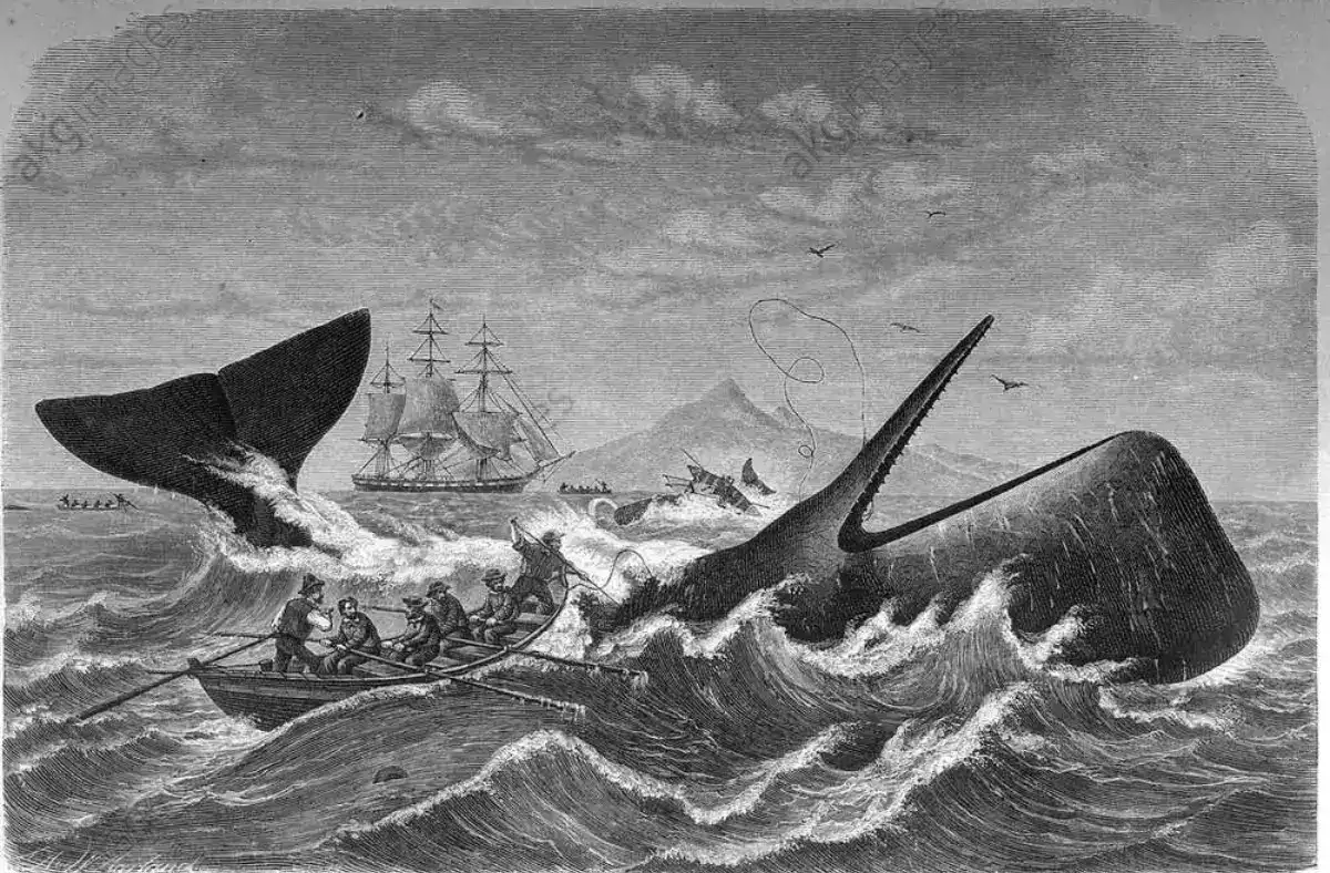 Sperm whales hunting