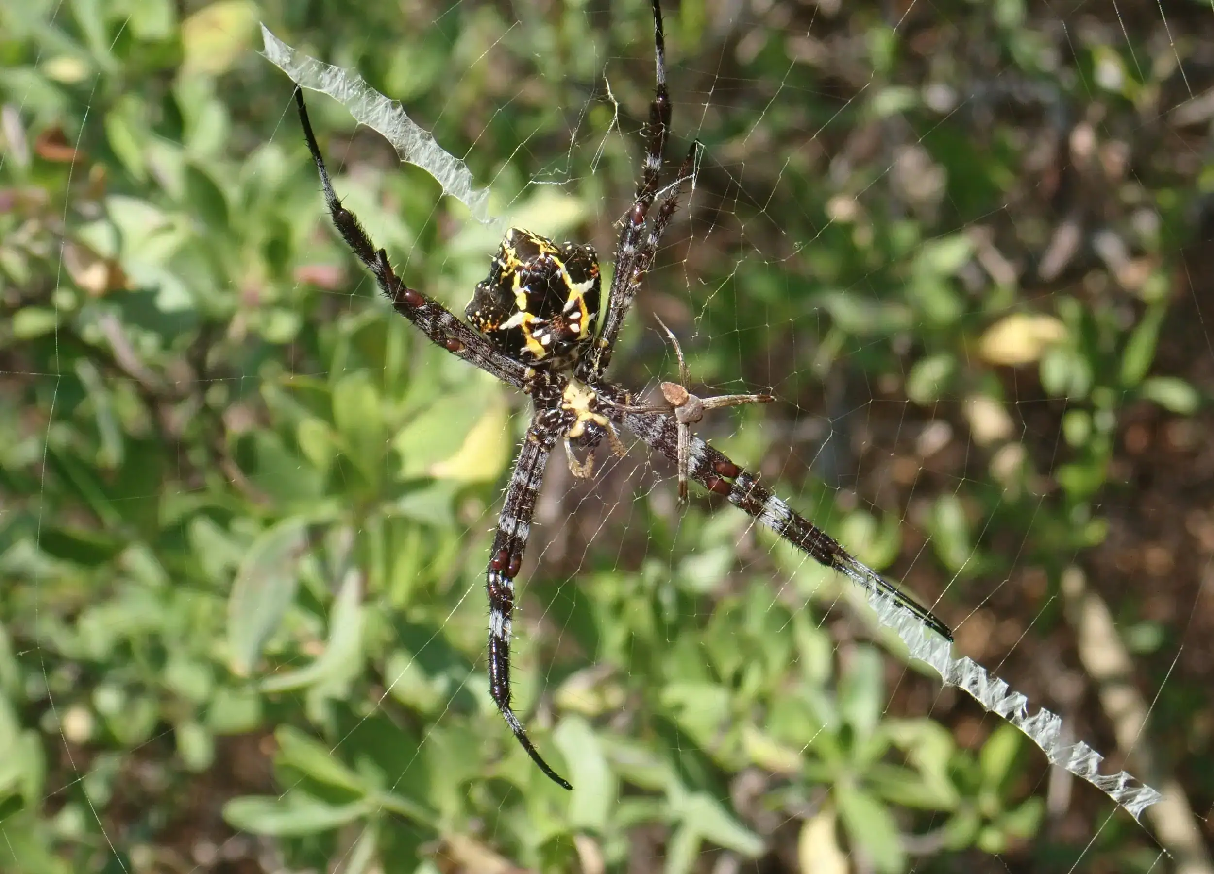 The male and female Argiope sp