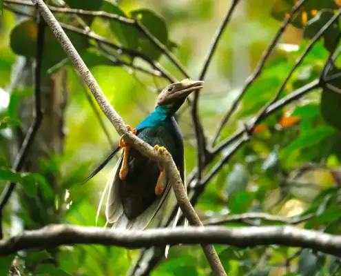 Wallace bird of paradise