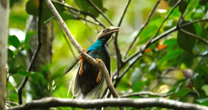 Wallace bird of paradise