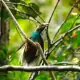 Wallace bird of paradise