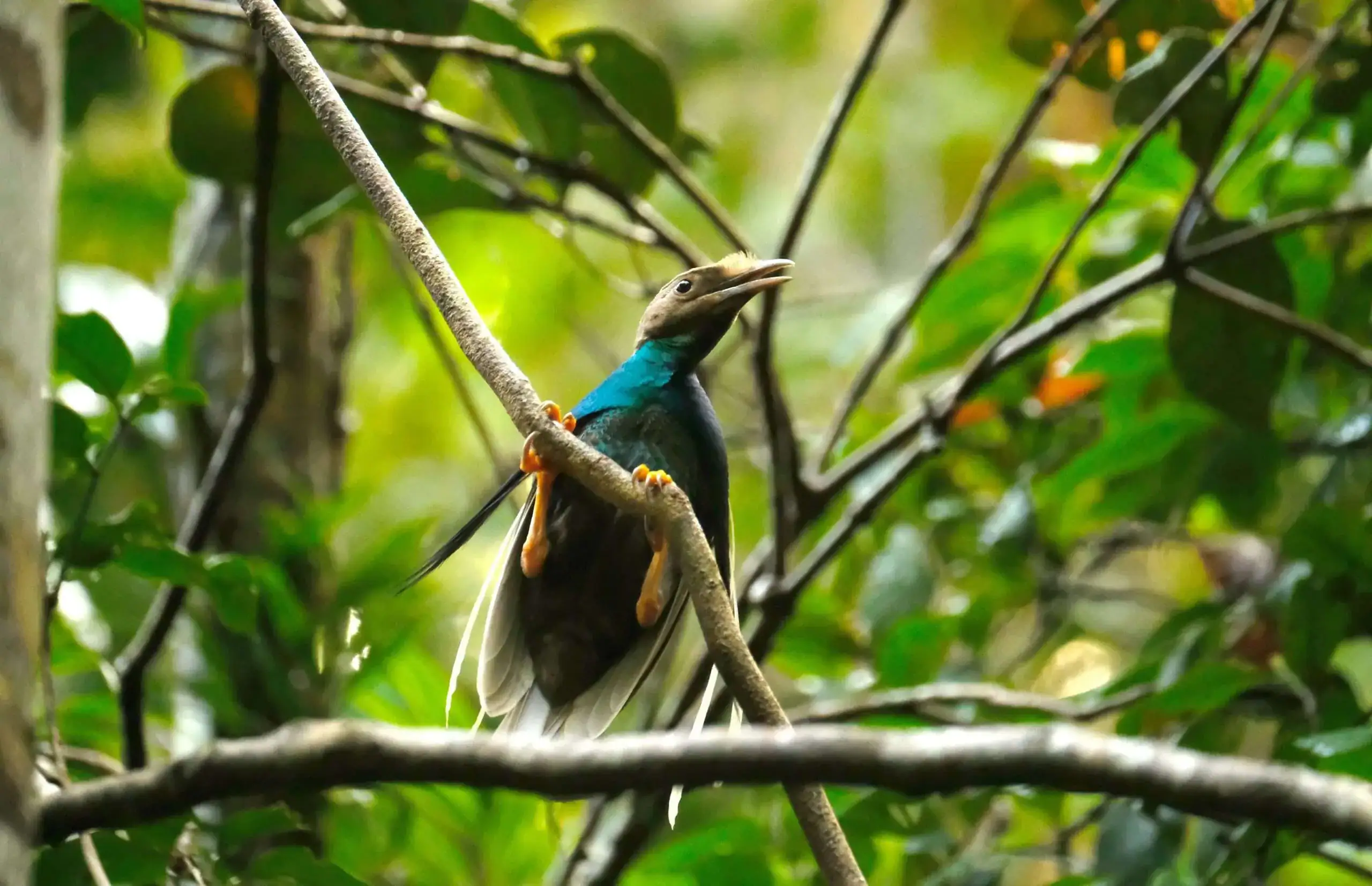 Wallace bird of paradise