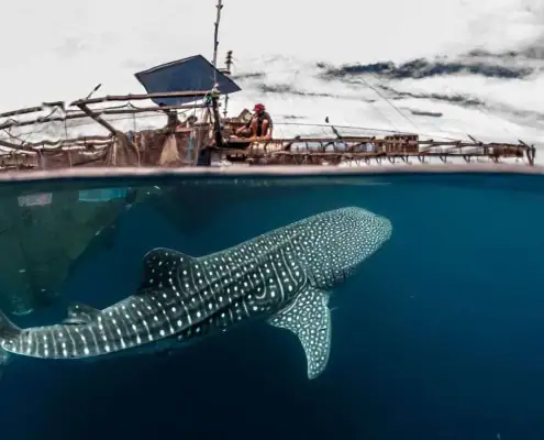 Whale-Shark-3