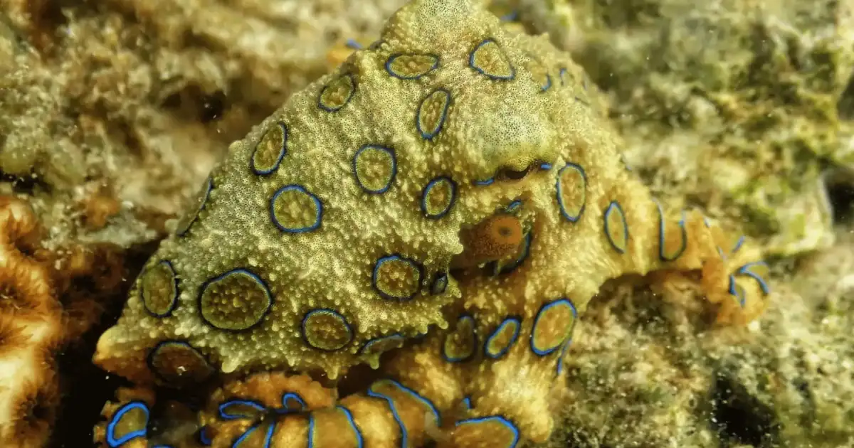 Blue Ringed Octopus.