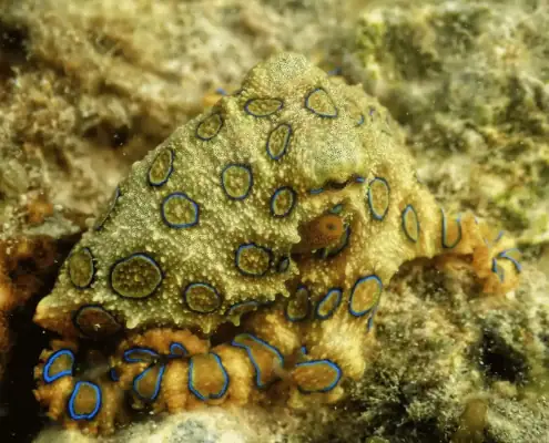 Blue Ringed Octopus.