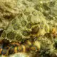 Blue Ringed Octopus.