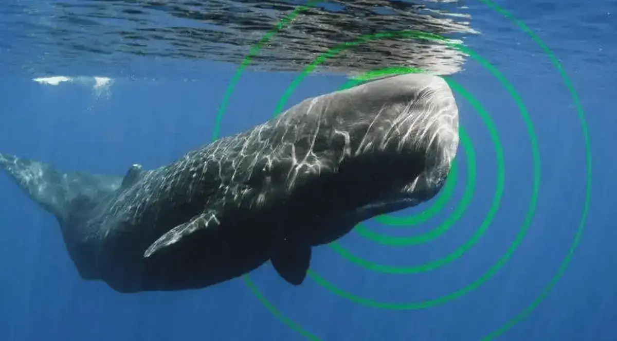 how sperm whales communicate