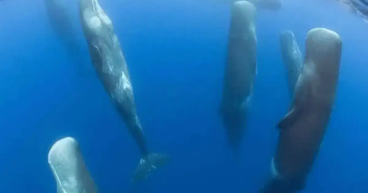 pods of sperm whales sleeping