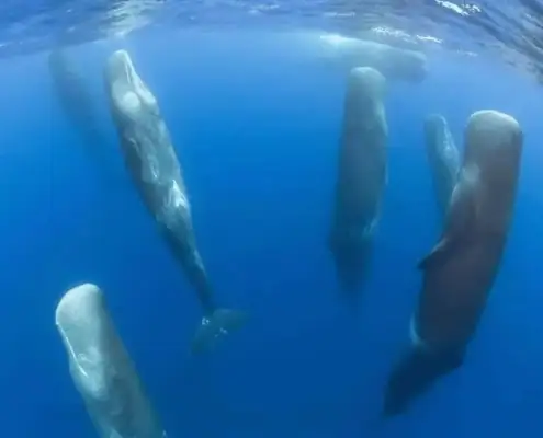pods of sperm whales sleeping