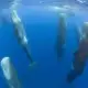pods of sperm whales sleeping