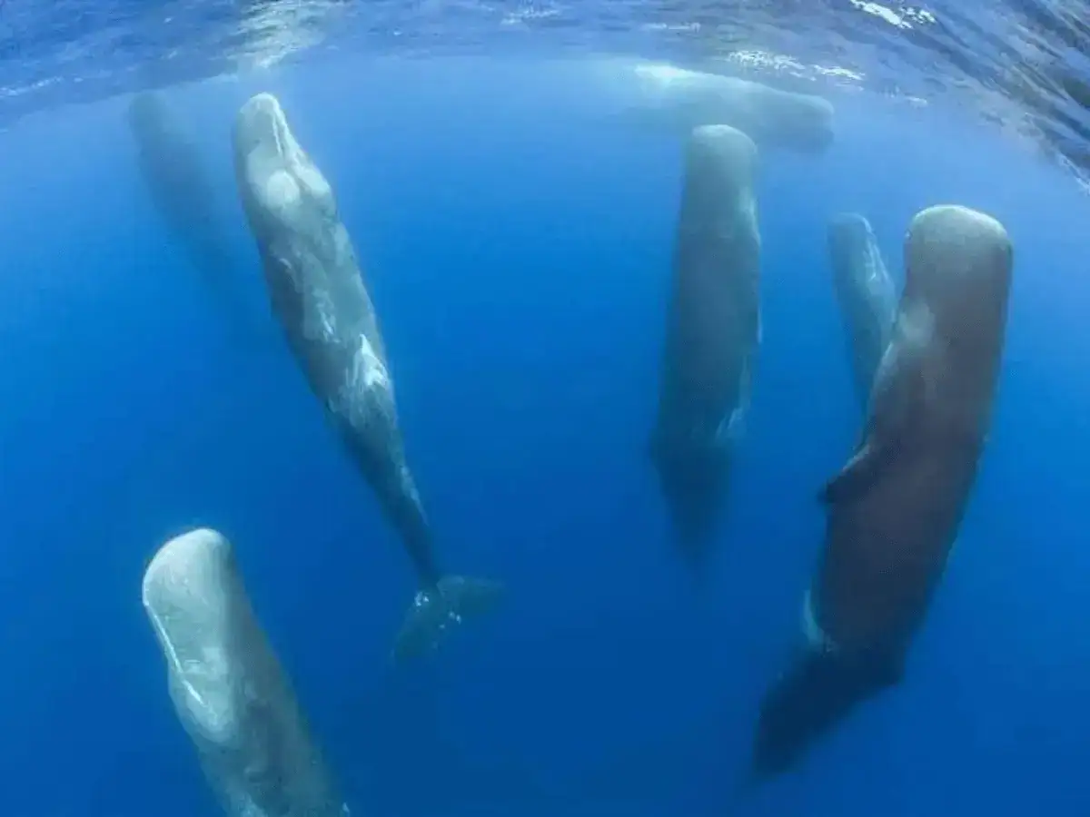 pods of sperm whales sleeping