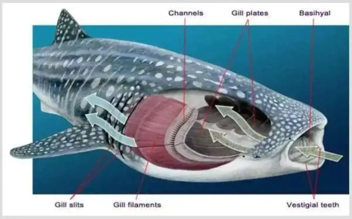whale shark anatomy